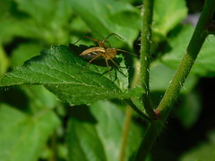 Oxyopes