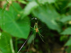 Leucauge celebesiana