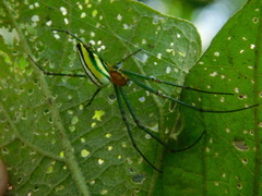 Leucauge celebesiana