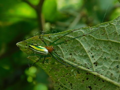 Leucauge celebesiana