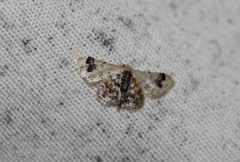 Idaea asceta
