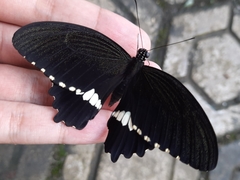 Papilio polytes