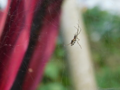 Argyrodes fissifrons
