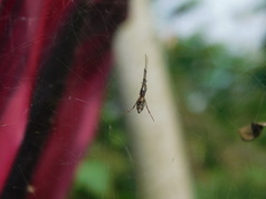 Argyrodes fissifrons