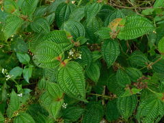 Miconia crenata
