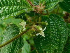 Miconia crenata