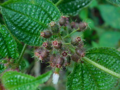 Miconia crenata