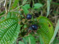 Miconia crenata
