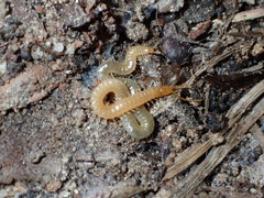 Geophilus regnans