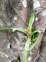 Aechmea bracteata