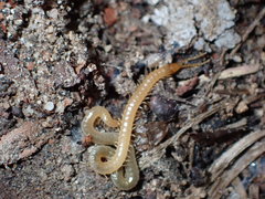 Geophilus regnans