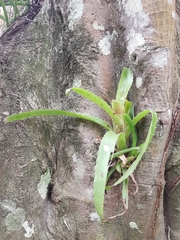 Aechmea bracteata