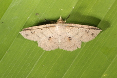 Erebostrota stenelea