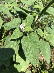 Heliotropium indicum