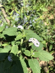 Heliotropium indicum