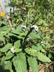 Heliotropium indicum