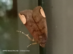 Chrysopera combinans