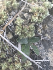 Pimelea sericeovillosa pulvinaris