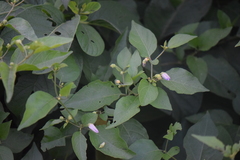 Lycianthes lenta