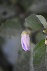 Lycianthes lenta