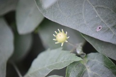 Lycianthes lenta
