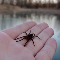 Dolomedes plantarius