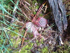 Rubus argutus