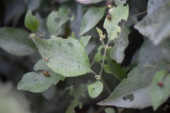 Lycianthes lenta