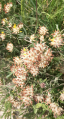 Anthyllis vulneraria