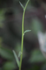 Florestina liebmannii