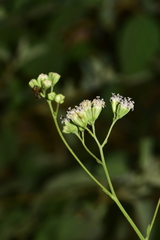 Florestina liebmannii