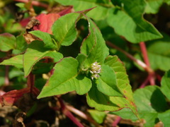 Persicaria nepalensis
