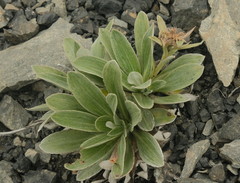 Celmisia cockayneana