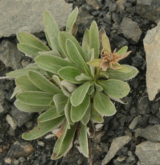 Celmisia cockayneana