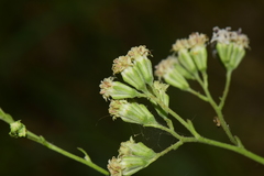 Florestina liebmannii