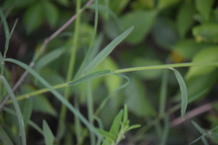 Florestina liebmannii