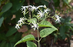Jasminum arborescens