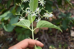 Jasminum arborescens