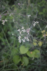 Florestina liebmannii