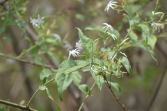 Jasminum arborescens