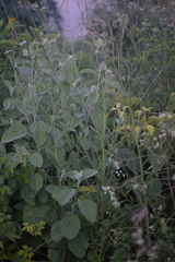 Florestina liebmannii