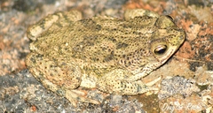 Rhinella granulosa