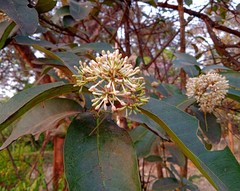 Ixora pavetta