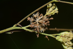 Florestina liebmannii