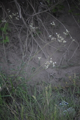 Florestina liebmannii