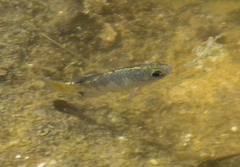Cyprinodon macularius