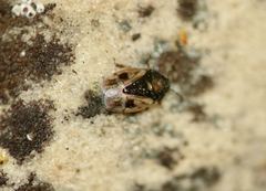 Crocistethus waltlianus