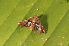 Eutelia ablatrix