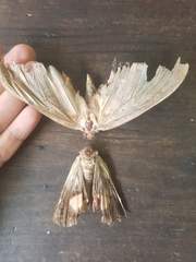 Phyllodes imperialis smithersi