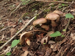 Cortinarius xanthophyllus